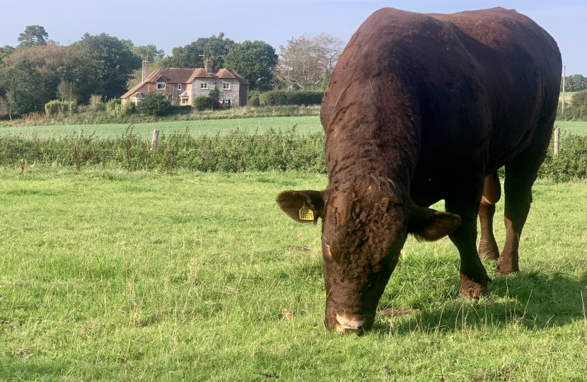 Tommy the bull on my farm