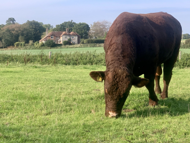 Tommy the bull on my farm