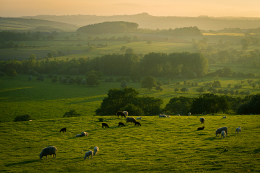 Yorkshire fields